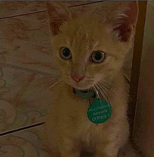 Simba a rejoint le concours — aidez-le/la à gagner de superbes lots ! aegean_cat, arabian_mau, asian, australian_mist, carnivore, cat, domestic_short_haired_cat, european_shorthair, fawn, felidae, german_rex, kitten, mammal, ojos_azules, polydactyl_cat, small_to_medium_sized_cats, snout, whiskers