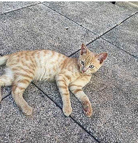 Simba participe au concours pour gagner de l'argent avec cette photo : aegean_cat, arabian_mau, asian, bengal, carnivore, cat, domestic_short_haired_cat, dragon_li, european_shorthair, eye, felidae, kitten, mammal, ocicat, small_to_medium_sized_cats, snapshot, tabby_cat, tail, vertebrate, whiskers