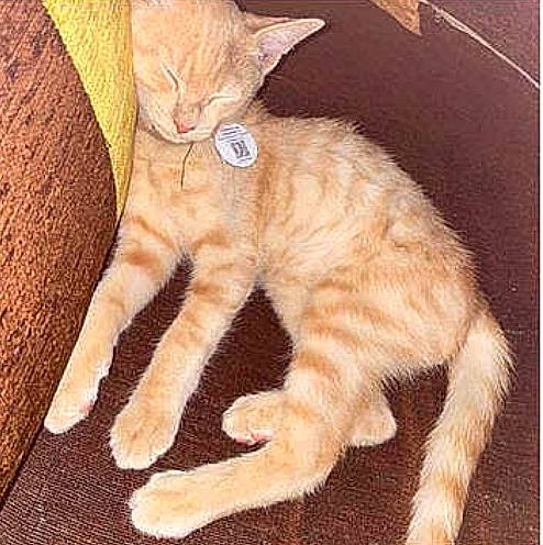 Simba participe au concours pour gagner de l'argent avec cette photo : arabian_mau, asian, carnivore, cat, domestic_short_haired_cat, european_shorthair, fawn, felidae, kitten, mammal, polydactyl_cat, small_to_medium_sized_cats, tabby_cat, tail, whiskers