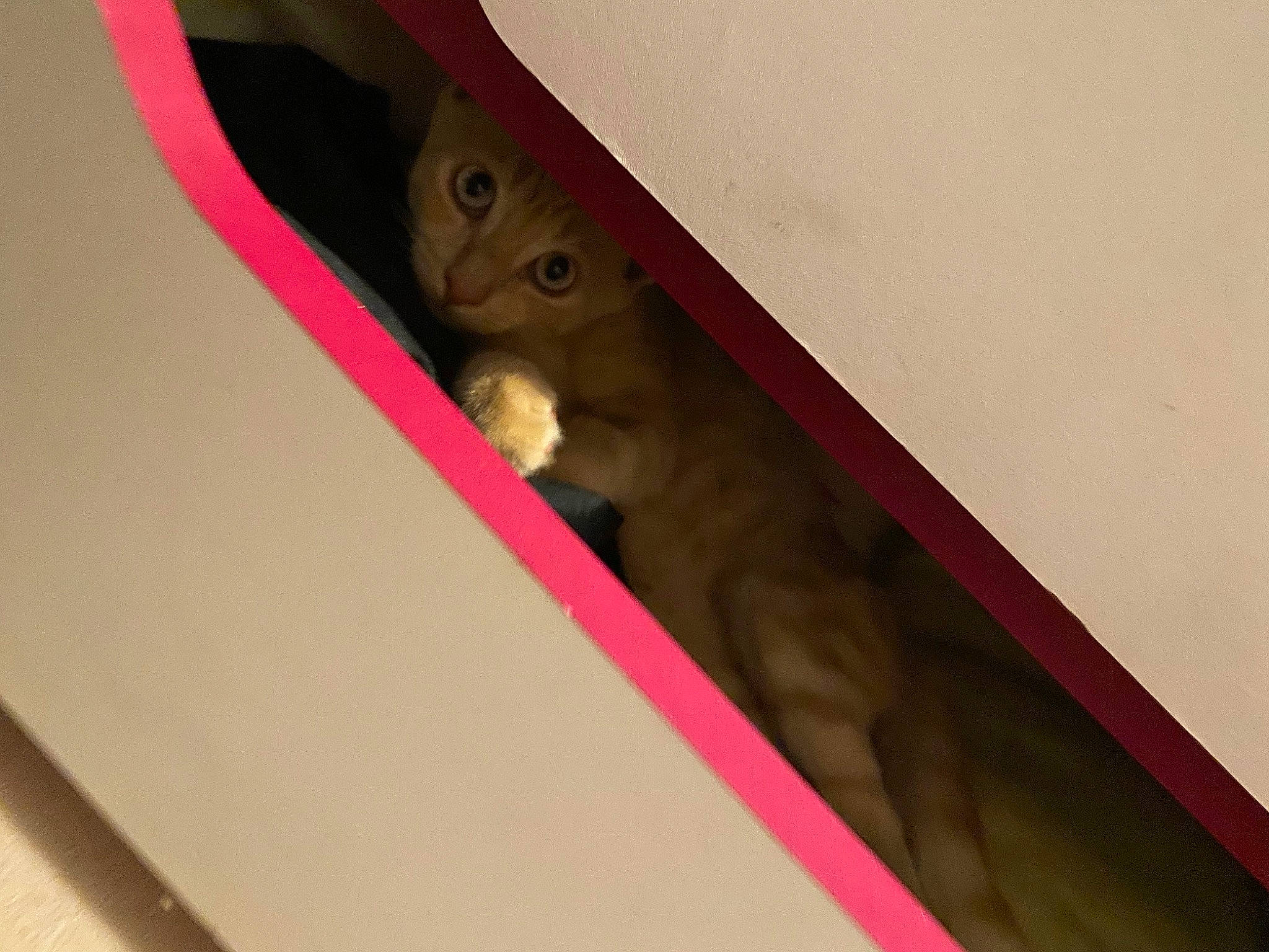 Simba a rejoint le concours — aidez-le/la à gagner de superbes lots ! cat, fawn, felidae, kitten, magenta, material_property, pink, small_to_medium_sized_cats