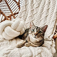 Biboule participe au concours pour gagner de l'argent avec cette photo : cat, tabby_cat, green_eyes, fluffy_blanket, knitted_pillow, wicker_chair, indoor, cozy, relaxed, pet, furniture, texture, natural_light, animal, closeup, resting, cute, soft, home, comfort