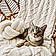 Biboule