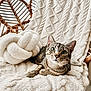 cat, tabby_cat, green_eyes, fluffy_blanket, knitted_pillow, wicker_chair, indoor, cozy, relaxed, pet, furniture, texture, natural_light, animal, closeup, resting, cute, soft, home, comfort