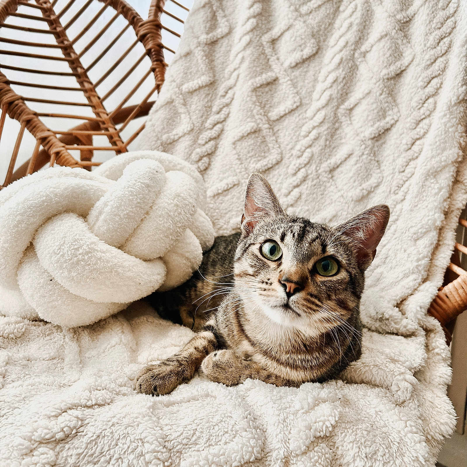 Biboule participe au concours pour gagner de l'argent avec cette photo : animal, cat, closeup, comfort, cozy, cute, fluffy_blanket, furniture, green_eyes, home, indoor, knitted_pillow, natural_light, pet, relaxed, resting, soft, tabby_cat, texture, wicker_chair