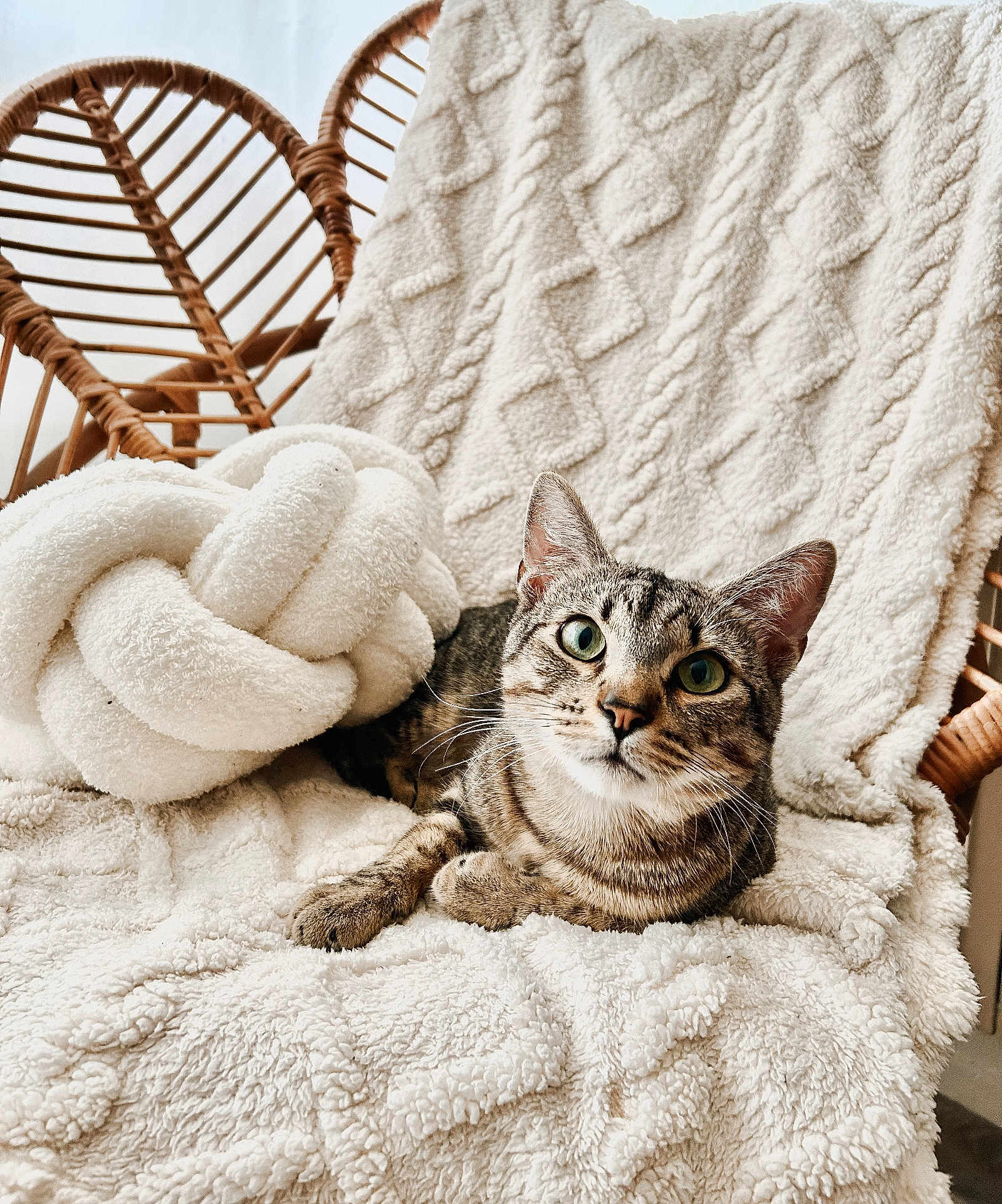 Biboule participe au concours pour gagner de l'argent avec cette photo : cat, tabby_cat, green_eyes, fluffy_blanket, knitted_pillow, wicker_chair, indoor, cozy, relaxed, pet, furniture, texture, natural_light, animal, closeup, resting, cute, soft, home, comfort