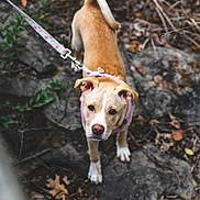 Layla joined the competition — help win amazing prizes! animal, autumn, brown, canine, curious, dog, ears, eyes, fur, harness, leaf, leash, nature, nose, outdoor, path, pet, rock, walk, white