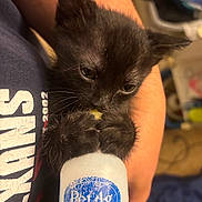 Meow Meow joined the competition — help win amazing prizes! kitten, black_cat, bottle, petag, human_arm, clothing, indoor, close_up, feline, animal, pet, gripping, paw, holding, cute, small, young, fur, whiskers, face