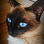 Sweety a rejoint le concours — aidez-le/la à gagner de superbes lots ! cat, siamese_cat, blue_eyes, close_up, fur, whiskers, face, pet, animal, indoor, wooden_floor, calm, resting, portrait, domestic_cat, feline, cute, soft_light, brown, black