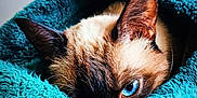 Sweety a rejoint le concours — aidez-le/la à gagner de superbes lots ! cat, siamese_cat, blue_eye, close_up, blanket, teal_blanket, fur, pet, animal, cozy, indoor, resting, curious, soft_texture, whiskers, ear, sleepy, cute, portrait, eye