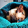 cat, siamese_cat, blue_eye, close_up, blanket, teal_blanket, fur, pet, animal, cozy, indoor, resting, curious, soft_texture, whiskers, ear, sleepy, cute, portrait, eye