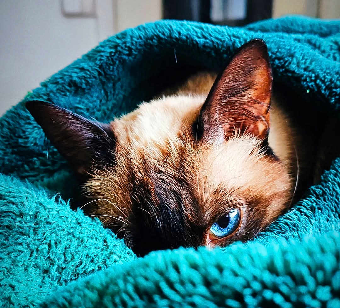 Sweety a rejoint le concours — aidez-le/la à gagner de superbes lots ! cat, siamese_cat, blue_eye, close_up, blanket, teal_blanket, fur, pet, animal, cozy, indoor, resting, curious, soft_texture, whiskers, ear, sleepy, cute, portrait, eye