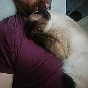 Sweety a rejoint le concours — aidez-le/la à gagner de superbes lots ! person, cat, siamese_cat, beard, maroon_shirt, cuddle, resting, indoor, closeup, pet, animal, fur, face, sleeping, comfort, affection, human, chest, relaxation, intimacy