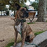 Bagha a rejoint le concours — aidez-le/la à gagner de superbes lots ! dog, brindle, park, outdoor, sitting, harness, leash, pet, animal, portrait, trees, bench, cafe, plaza, sidewalk, pavement, autumn, urban, alert, short_hair