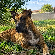 Bagha a rejoint le concours — aidez-le/la à gagner de superbes lots ! dog, brindle, pet, animal, outdoor, grass, garden, backyard, lying_down, portrait, short_hair, pointed_ears, black_muzzle, white_chest, front_paw, sunlight, trees, blue_sky, wall, pavement