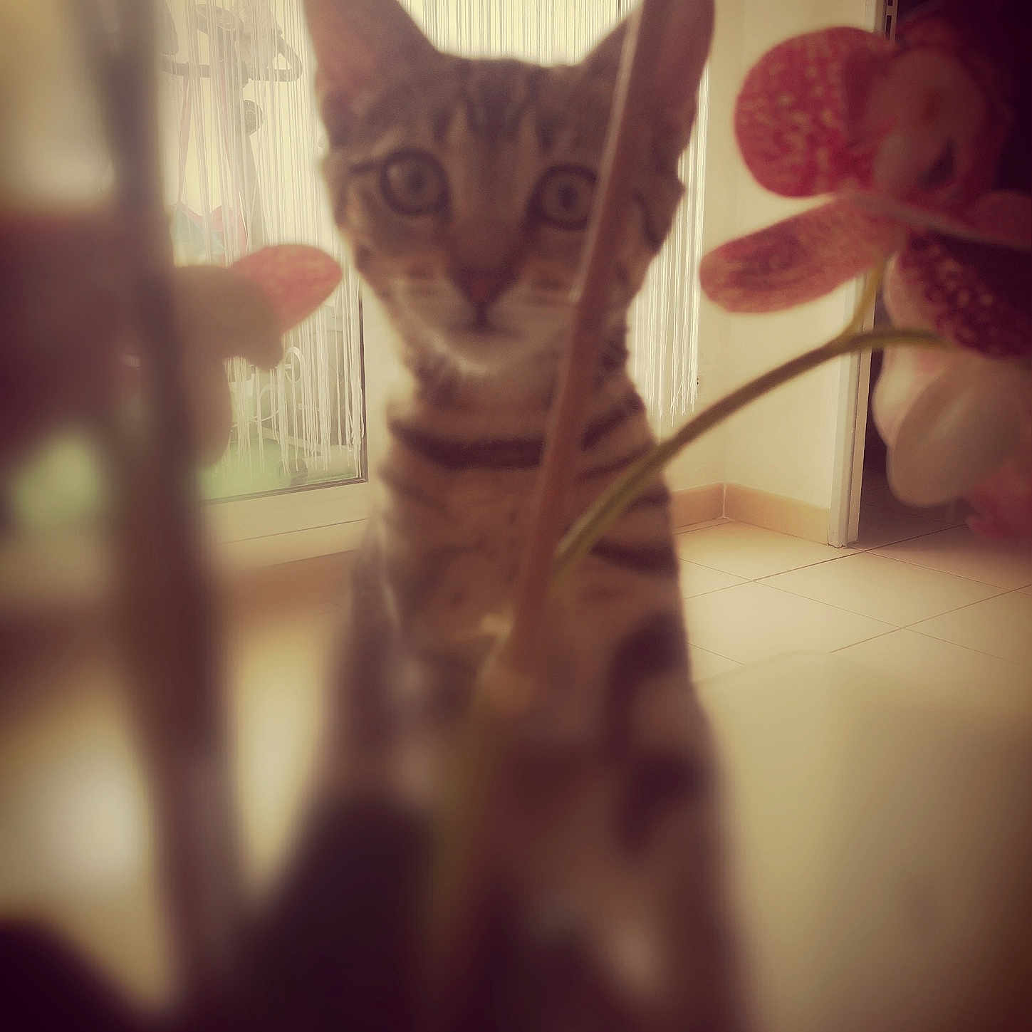 Louna a rejoint le concours — aidez-le/la à gagner de superbes lots ! animal, background, blur, brown, cat, curious, door, feline, flower, home, indoor, light, nature, pet, plant, soft_focus, striped, tabby, tile_floor, window