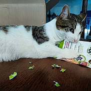 Thalia a rejoint le concours — aidez-le/la à gagner de superbes lots ! cat, table, paper, flyer, brochure, tear, torn_paper, curious, white_cat, brown_spots, indoor, wooden_surface, mischievous, closeup, domestic_cat, pet, chewing, scattered, surface, playful