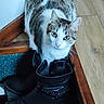 Thalia a rejoint le concours — aidez-le/la à gagner de superbes lots ! cat, tabby_cat, boots, black_boots, floor, wooden_floor, carpet, indoor, pet, animal, curious, looking_up, fur, whiskers, ears, paws, domestic, cozy, home, corner