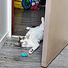 Thalia participe au concours pour gagner de l'argent avec cette photo : cat, indoor, door, toy, playful, floor, curious, pet, animal, lying_down, colorful_bag, wooden_floor, white_wall, paw, ears, feline, relaxed, domestic_cat, household, looking