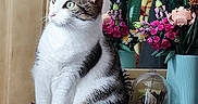 Thalia a rejoint le concours — aidez-le/la à gagner de superbes lots ! cat, tabby_cat, white_cat, indoor, electronic_device, flower_arrangement, artificial_flowers, figurines, decor, curious, sitting, marble_surface, green_eyes, furniture, houseplant, animal_figurine, pet, closeup, cozy, domestic