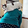 cat, white_cat, brown_spots, pet, indoor, person, teal_sweater, heart_pattern, pants, mirror, curious, resting, feline, back, household_items, domestic, animal, looking_at_camera, cute, cozy