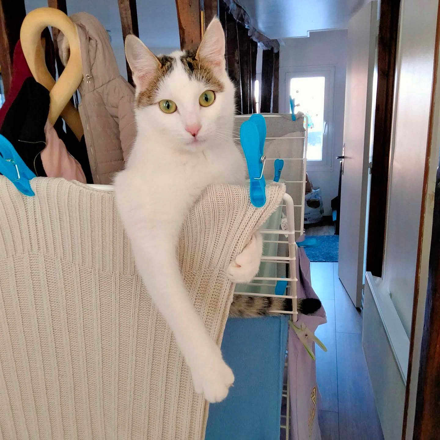 Nala