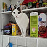 cat, kitchen, cabinet, food, spices, cookie_box, pantry, pet, curious, white_cat, green_eyes, indoor, shelf, domestic_animal, packaging, container, tile_wall, cleaning_brush, plastic_bottle, snack