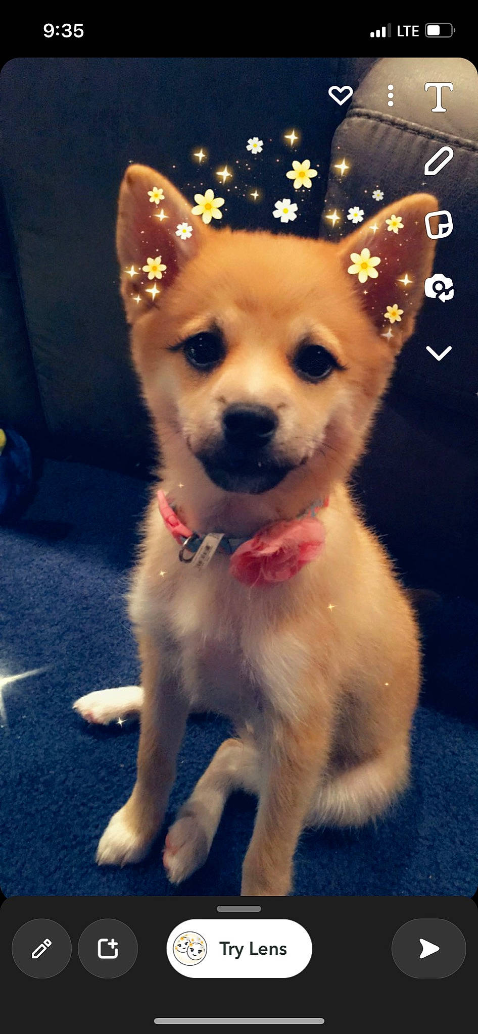 Milady joined the competition — help win amazing prizes! ancient_dog_breeds, canidae, carnivore, clock, companion_dog, dog, dog_breed, dog_collar, dog_supply, fawn, fur, non_sporting_group, paw, puppy, snout, sporting_group, tail, terrestrial_animal, toy_dog, whiskers