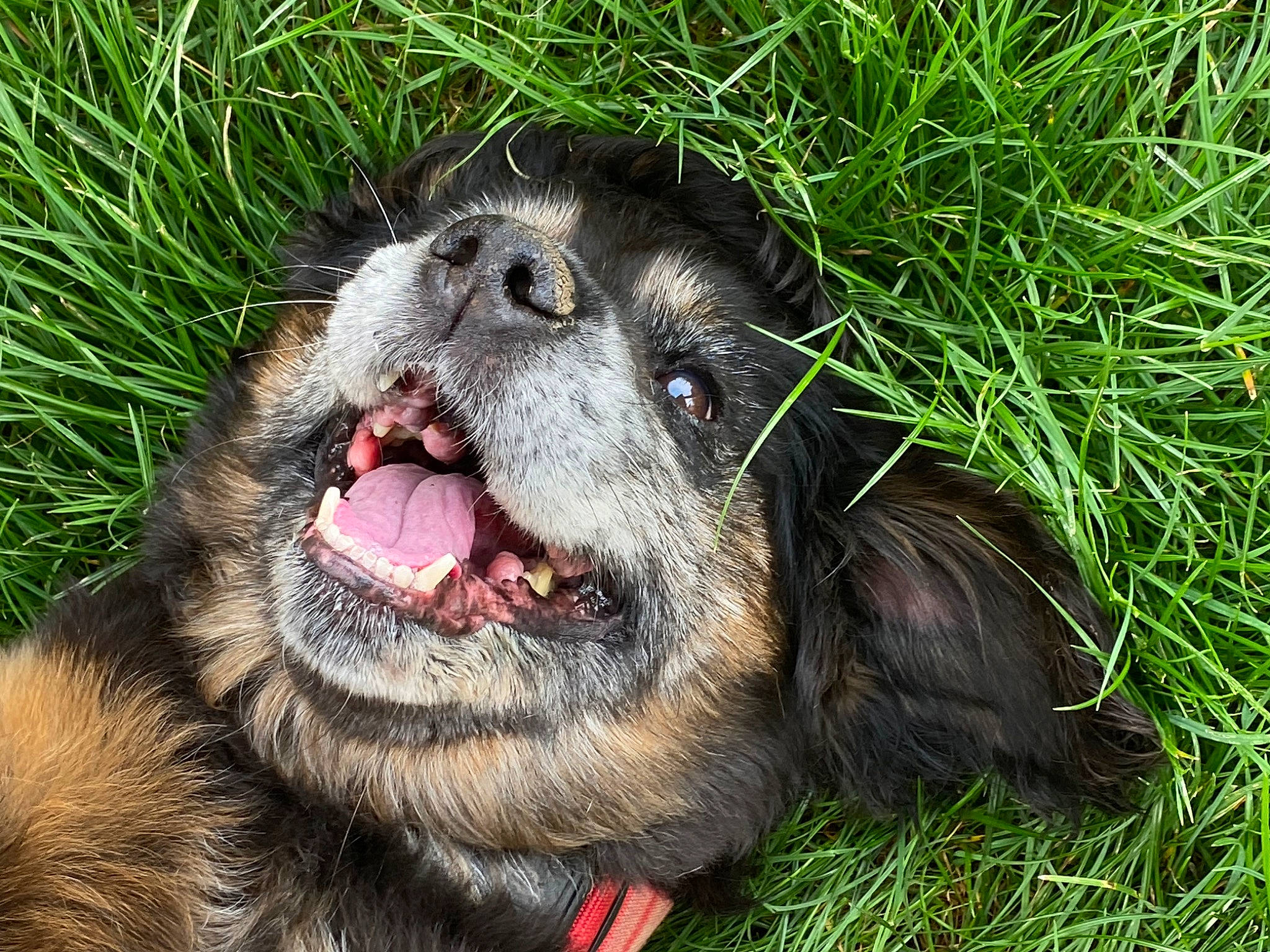 Dolly participe au concours pour gagner de l'argent avec cette photo : canidae, carnivore, companion_dog, dog_breed, fang, fawn, felidae, fur, grass, jaw, liver, paw, plant, roar, snout, sporting_group, terrestrial_animal, whiskers, working_animal, yawn