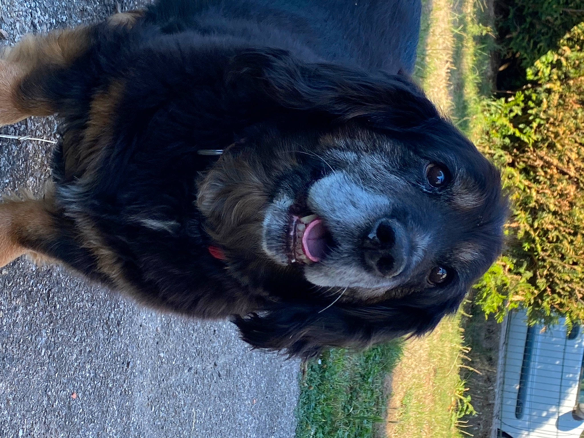 Dolly participe au concours pour gagner de l'argent avec cette photo : borador, canidae, carnivore, companion_dog, dog, dog_breed, electric_blue, fawn, fur, grass, guard_dog, hunting_dog, liver, plant, snout, sporting_group, terrestrial_animal, whiskers, working_animal, working_dog