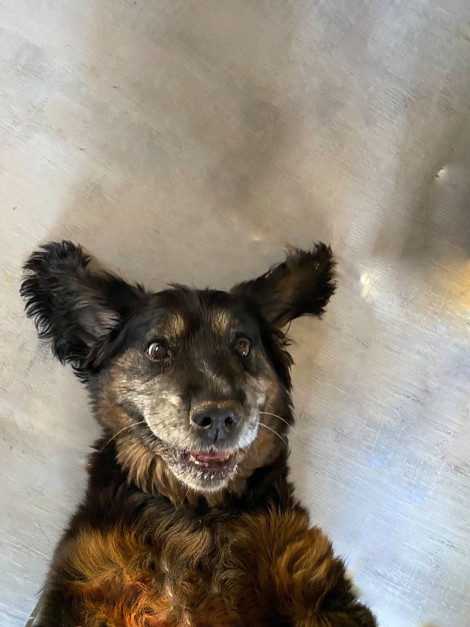 Dolly participe au concours pour gagner de l'argent avec cette photo : ancient_dog_breeds, art, canidae, carnivore, companion_dog, dog, dog_breed, dog_supply, fur, paw, puppy, snout, sporting_group, tail, terrestrial_animal, toy_dog, whiskers, working_dog, working_terrier