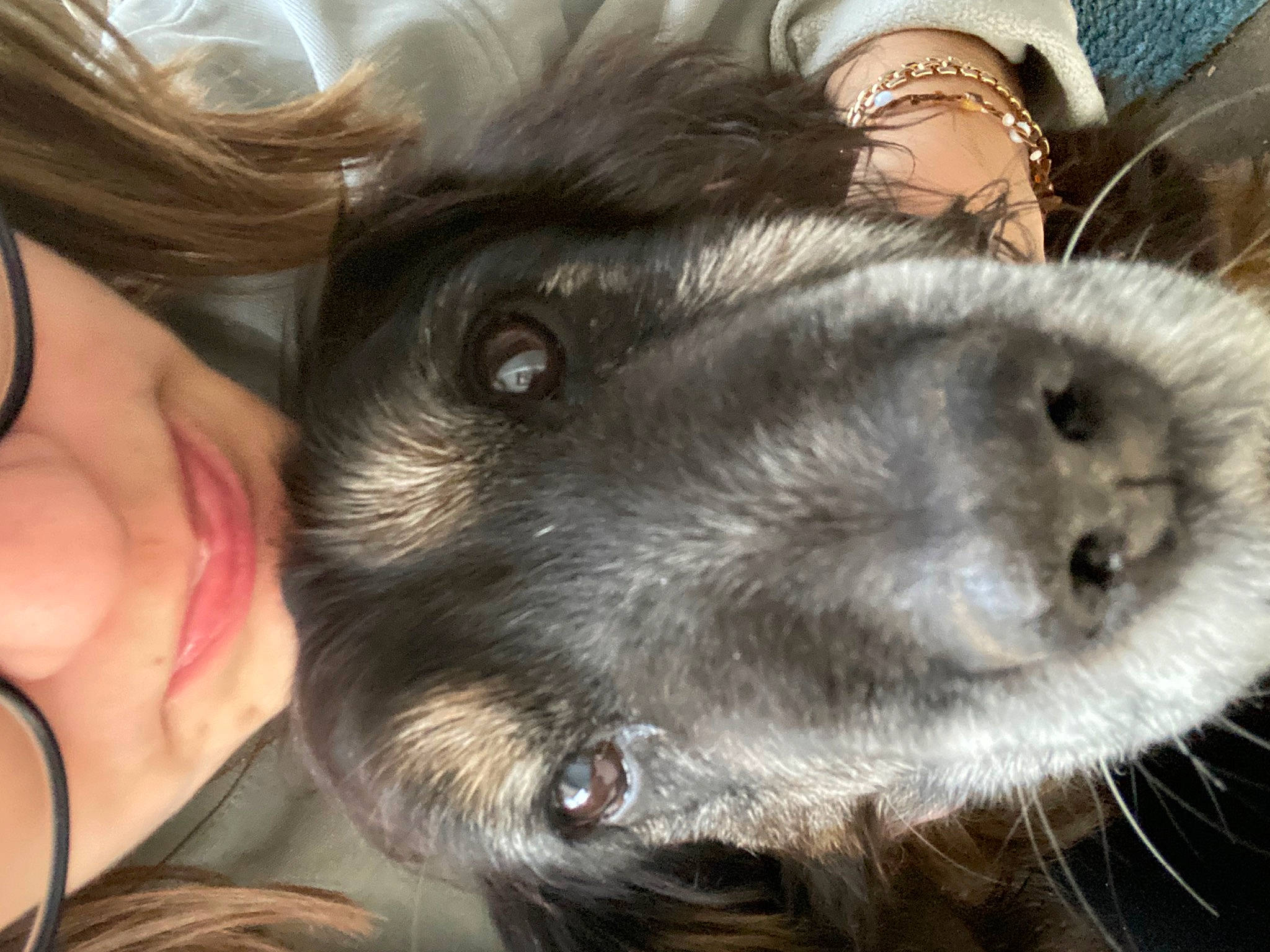 Dolly a rejoint le concours — aidez-le/la à gagner de superbes lots ! canidae, carnivore, claw, companion_dog, dog, dog_breed, ear, eyewear, fur, gesture, jaw, nose, paw, puppy_love, selfie, snout, sporting_group, toy_dog, whiskers, working_animal