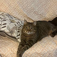 George is registered to the contest to win money with this photo: animal, beige, cat, comfortable, cute, ears, eyes, feline, floral, fur, home, indoor, lounging, pet, pillow, quilt, relaxed, resting, tabby, whiskers