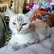 Valérie Huniak a rejoint le concours — aidez-le/la à gagner de superbes lots ! cat, gray_cat, furry, pet, indoor, plush_toy, elephant_toy, flowers, decor, furniture, soft_surface, relaxed, sleepy, whiskers, closeup, animal, domestic_cat, cute, home, cozy