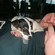 Lola participe au concours pour gagner de l'argent avec cette photo : puppy, dog, sleeping, indoor, cozy, hand, lap, black_and_white, cute, resting, pet, animal, human_hand, relaxation, close_up, soft_light, comfort, domestic, young_dog, adorable