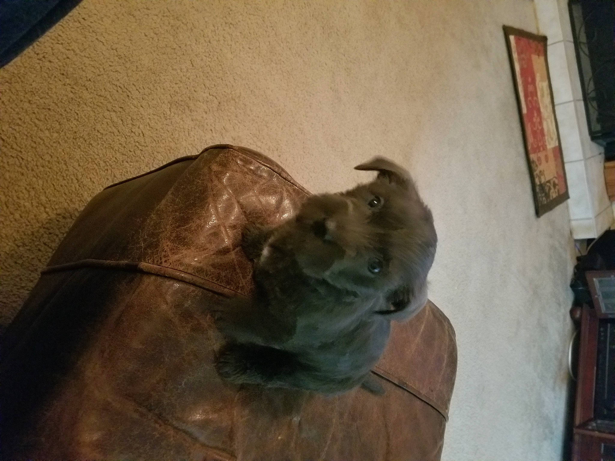 Lola is registered to the contest to win money with this photo: art, artifact, bronze, bronze_sculpture, canidae, carnivore, dog, dog_breed, fawn, metal, monument, personal_protective_equipment, reptile, sculpture, snout, sporting_group, statue, terrestrial_animal, wood, working_animal