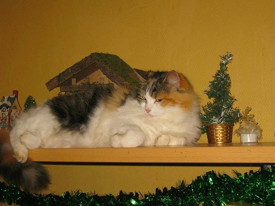 Jessie participe au concours pour gagner de l'argent avec cette photo : carnivore, cat, cat_supply, claw, comfort, conifer, domestic_short_haired_cat, event, fawn, felidae, flowerpot, fur, houseplant, paw, plant, room, small_to_medium_sized_cats, tail, whiskers, window