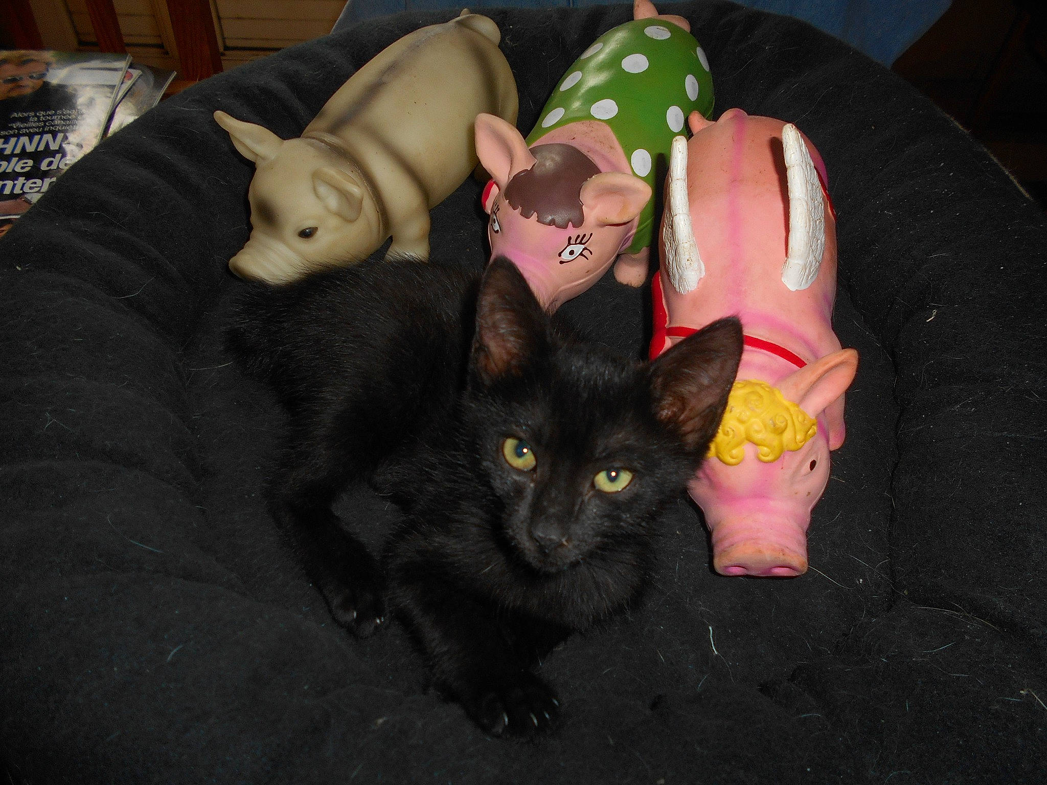 Réglisse a rejoint le concours — aidez-le/la à gagner de superbes lots ! asian, black, black_cat, carnivore, cat, domestic_short_haired_cat, ear, eye, felidae, german_rex, kitten, mammal, small_to_medium_sized_cats, snout, tail, vertebrate, whiskers