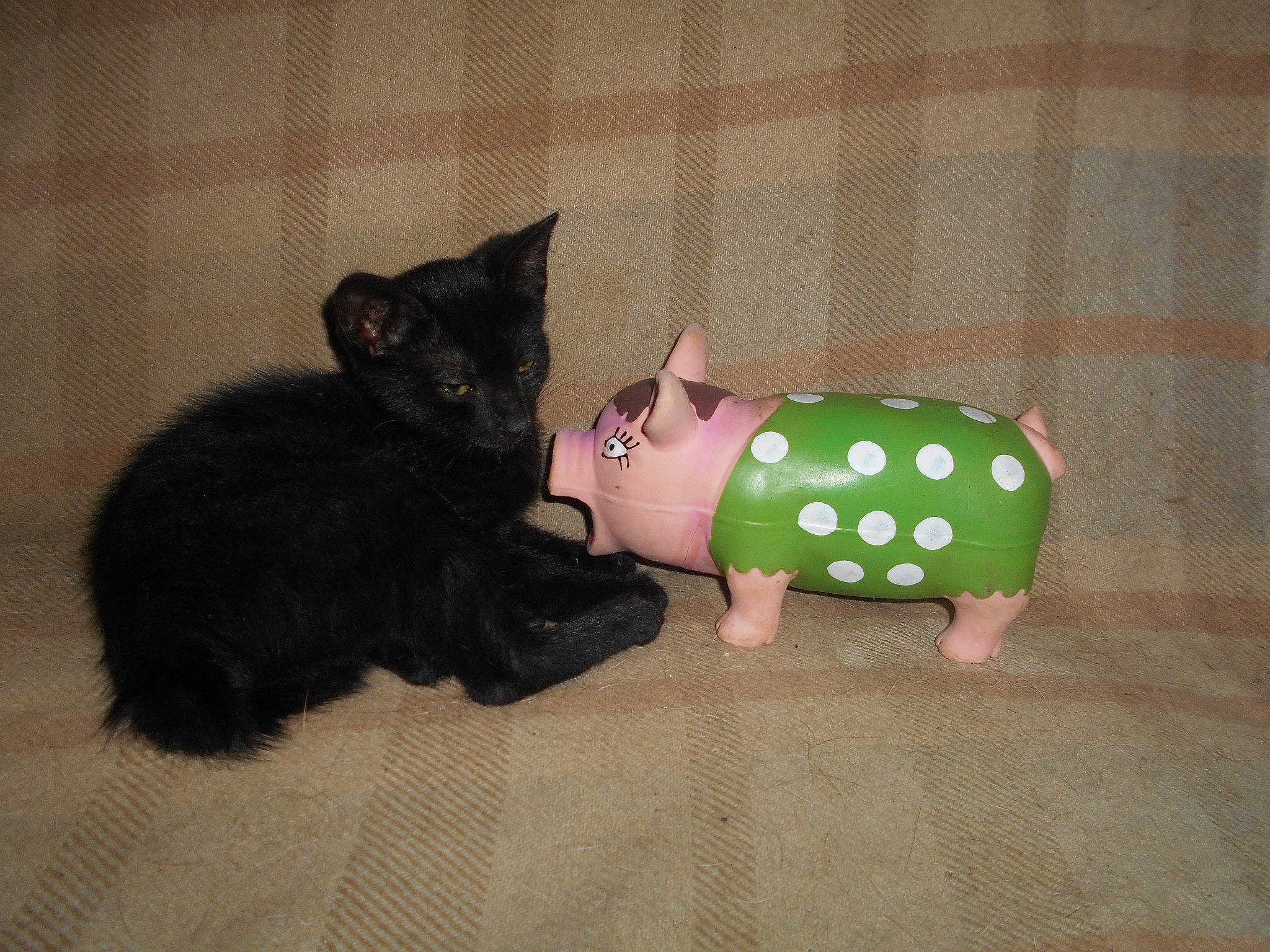 Réglisse participe au concours pour gagner de l'argent avec cette photo : carnivore, cat, fawn, felidae, kitten, small_to_medium_sized_cats, tail, whiskers