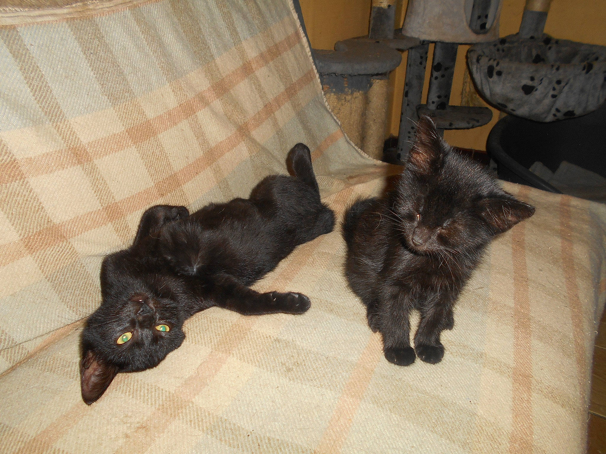 Réglisse a rejoint le concours — aidez-le/la à gagner de superbes lots ! asian, black_cat, bombay, canidae, carnivore, cat, domestic_short_haired_cat, european_shorthair, fawn, felidae, kitten, mammal, russian_blue, small_to_medium_sized_cats, tail