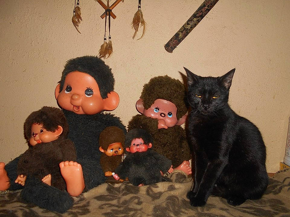 Réglisse participe au concours pour gagner de l'argent avec cette photo : black_cat, carnivore, cat, ear, eye, felidae, fur, small_to_medium_sized_cats, whiskers