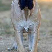 Tanka joined the competition — help win amazing prizes! dog, animal, pet, outdoor, grass, tan, black_face, large_dog, standing, alert, canine, mammal, fur, ears, nose, paws, nature, portrait, loyal, watchful