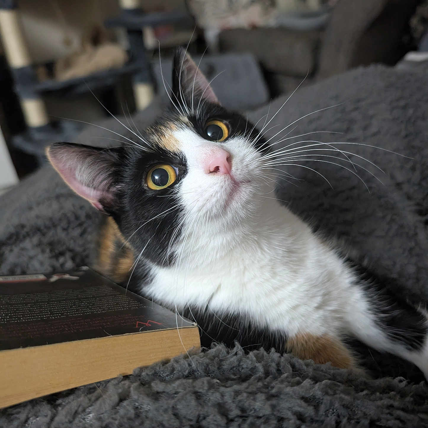 Cali is registered to the contest to win money with this photo: abyssinian, animal, architecture, armchair, box, building, cat, chair, couch, furniture, hardwood, indoors, kitten, livingroom, manx, pet, plywood, room, shelf, wood