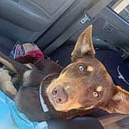 Rusty is registered to the contest to win money with this photo: animal, blanket, blue_eyes, brown_dog, canine, car_interior, car_seat, collar, comfort, dog, ears, fur, nose, pet, portrait, relaxed, seatbelt, sunlight, travel, vehicle