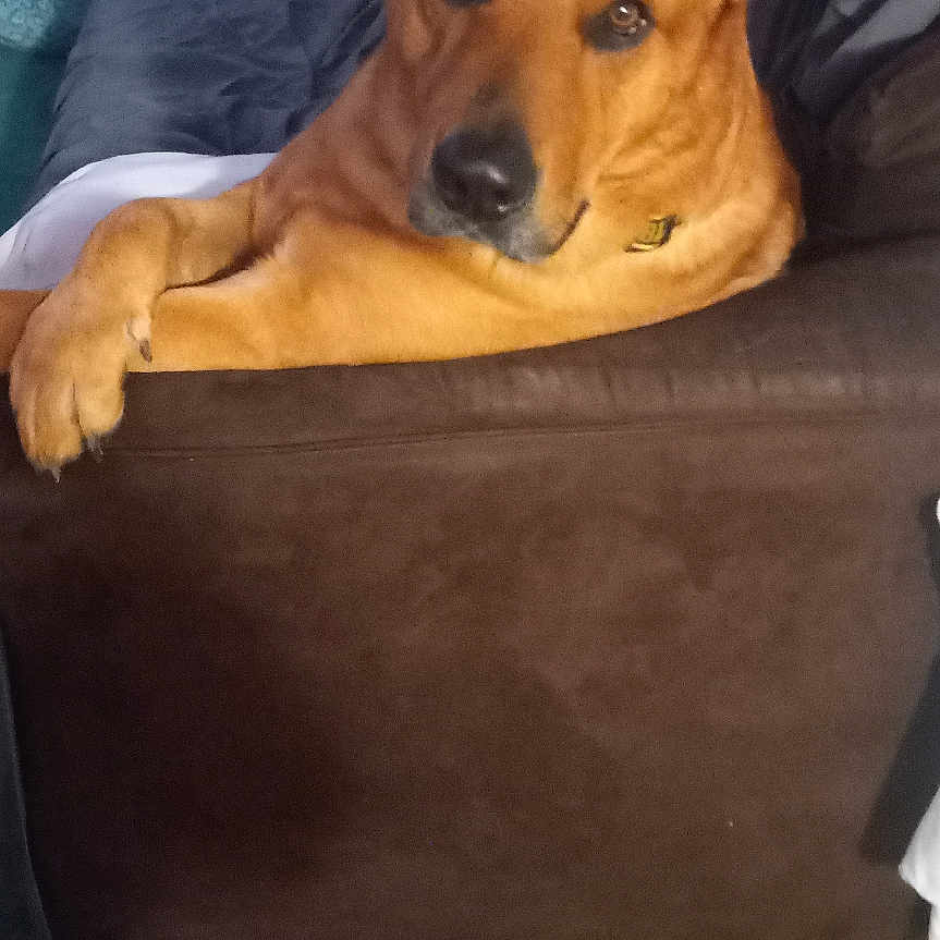 Tank joined the competition — help win amazing prizes! animal, blanket, brown_dog, carpet, companion, couch, cozy, dog, domestic, ears, furniture, indoor, living_room, looking, nose, pet, pillow, relaxed, resting, sofa