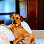 Tank is registered to the contest to win money with this photo: dog, brown_dog, bed, pillow, floral_pattern, indoor, wooden_cabinet, refrigerator, furniture, pet, canine, relaxed, resting, domestic, home, living_space, animal, comfort, casual, cozy