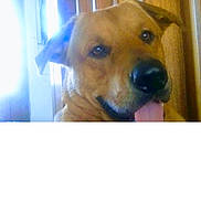 Tank joined the competition — help win amazing prizes! dog, close_up, indoor, tongue_out, happy, pet, canine, wood_paneling, sunlight, overexposed, brown_fur, face, ears, animal, portrait, cute, domestic_animal, friendly, companionship, house