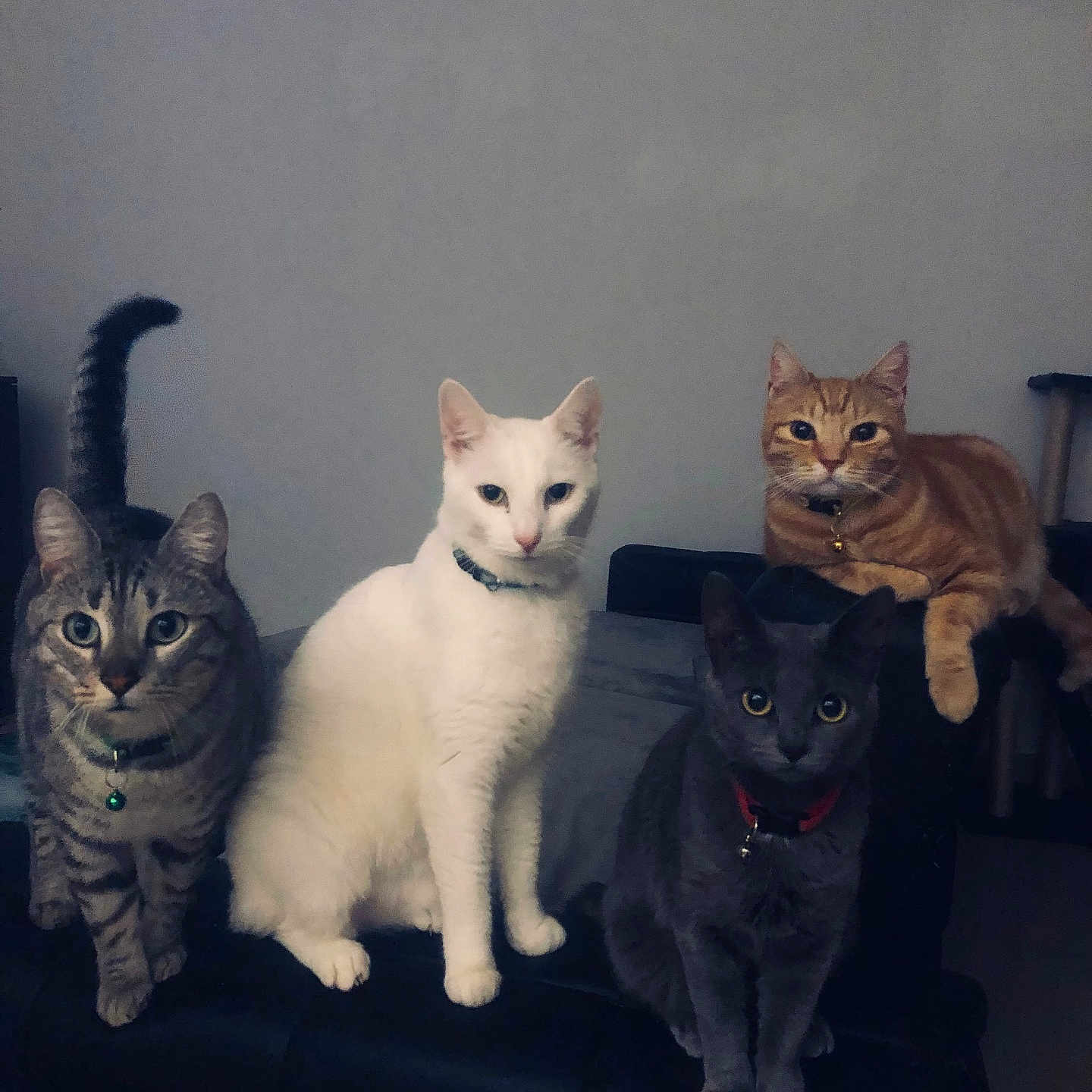 Rocket participe au concours pour gagner de l'argent avec cette photo : abyssinian, angora, animal, architecture, building, cat, couch, face, furniture, head, indoors, kitten, livingroom, manx, person, pet, photography, plant, portrait, room