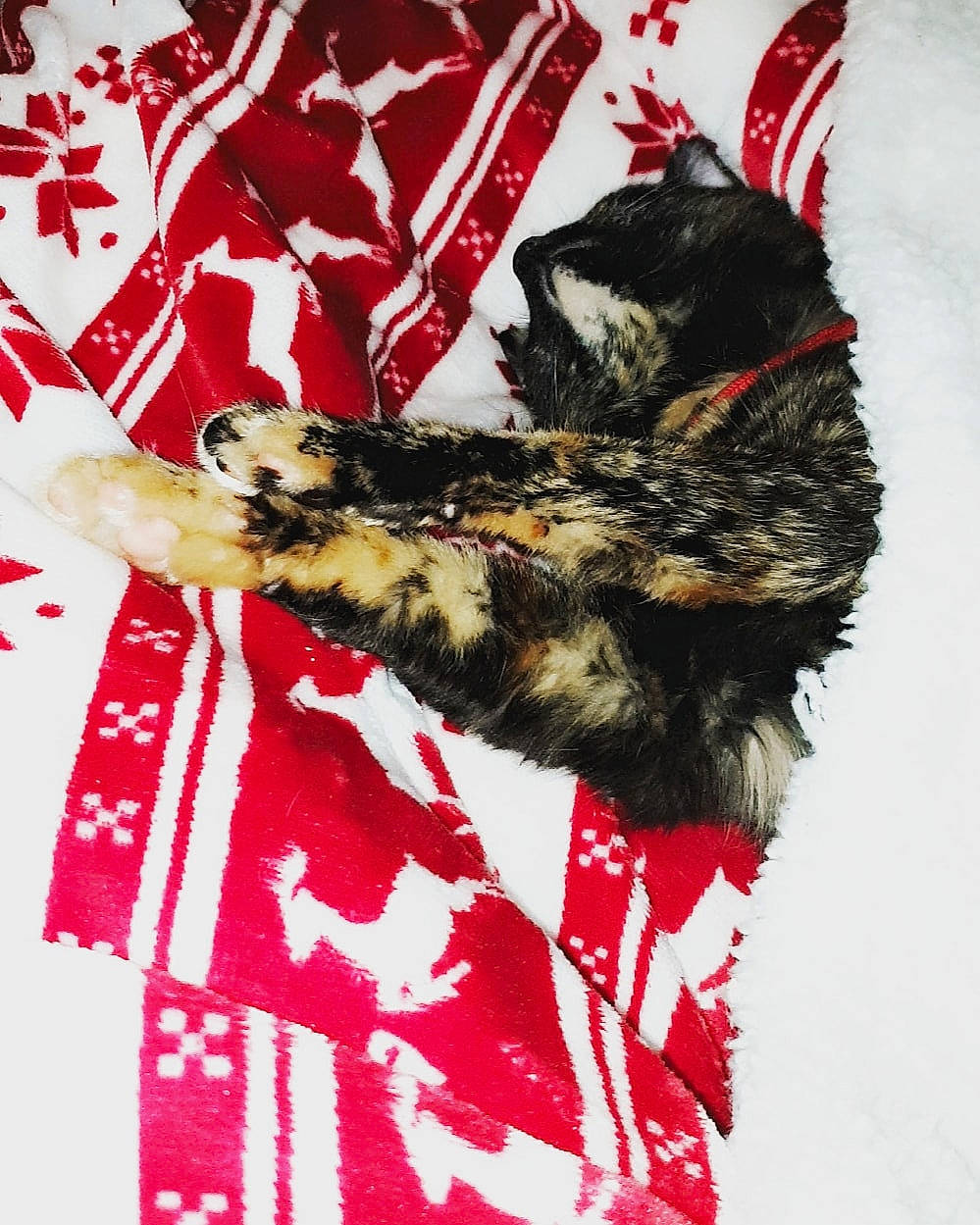 Pinata participe au concours pour gagner de l'argent avec cette photo : canidae, fur, red, textile