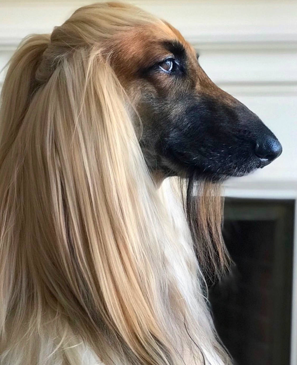 Ashton joined the competition — help win amazing prizes! afghan_hound, animal_sports, borzoi, canidae, carnivore, companion_dog, dog, dog_breed, hortaya_borzaya, long_hair, longhaired_whippet, mammal, rare_breed_dog, saluki, sighthound, silken_windhound, vertebrate