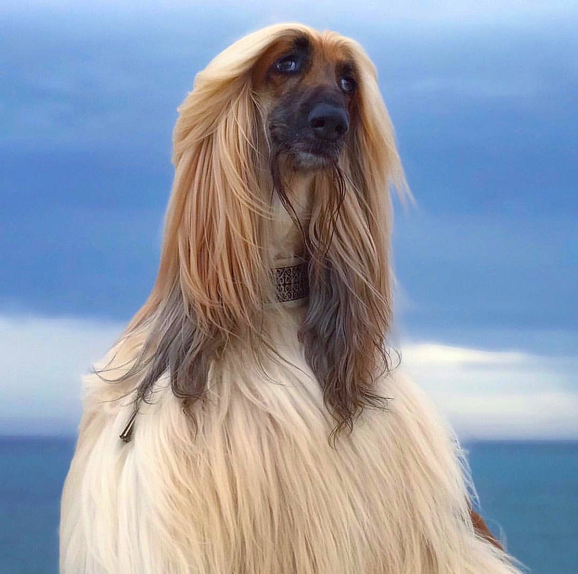 Ashton joined the competition — help win amazing prizes! afghan_hound, borzoi, canidae, carnivore, companion_dog, dog, dog_breed, long_hair, mammal, rare_breed_dog, saluki, sighthound, silken_windhound, vertebrate